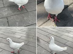 -和平公园