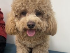 -美联众合动物医院·24h京西诊疗中心