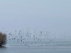 -东湖落雁景区