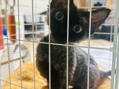 -70cat德文卷毛猫·缅因猫纯种猫舍