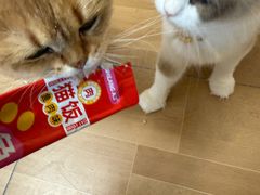 -唐小姐の私宠·宠物洗护美容·撸猫馆·购宠(周浦万达旗舰店)