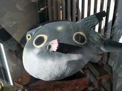 -肆月河豚·新淮扬(金融街店)