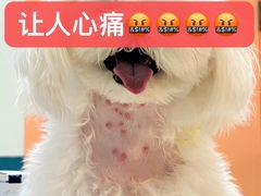 -小呆的宠物店·宠物售卖·宠物寄养(城西店)
