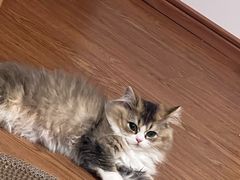 -欣宠猫屋·矮脚拿破仑·蓝金金渐层