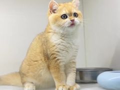 -lincat·猫舍(广州店)