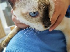 -Heymao猫咖.咖啡厅(东门店)
