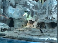 -帝企鹅自助餐厅•儿童岛•真企鹅(长隆企鹅酒店)