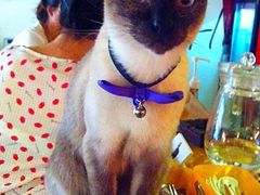 -猫色咖啡·猫咖