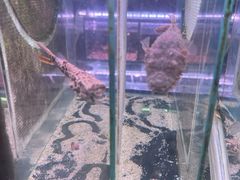 -中环花鸟鱼虫市场