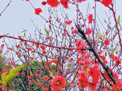 -南国桃园旅游度假区