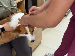 -宠福鑫康馨动物医院·骨科·眼科