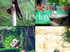 -广州长隆野生动物世界