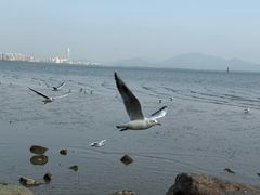 -深圳湾公园(南山区)