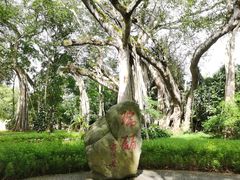 -瑞丽独树成林风景区