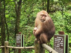 -峨眉山风景名胜区