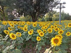 -长白岛森林公园