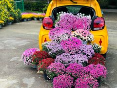 -上海共青森林公园