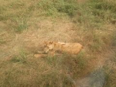 狮子-西安秦岭野生动物园