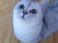 -猫大福·Fortune Cat猫舍(百子湾店)