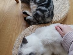 -猫にゃん · 猫的隐藏屋猫咖(麦地旗舰店)