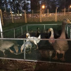 -萌宠亲子动物乐园(槐房万达店)