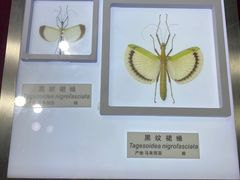 -上海昆虫博物馆