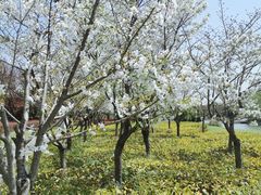 -九里河湿地公园