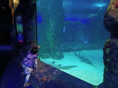 -悉尼海洋生物水族馆