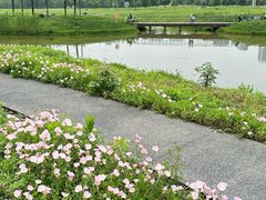 -洋湖国家湿地公园