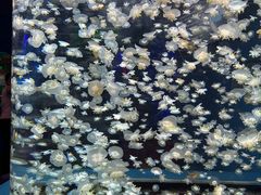 -太平洋海底世界