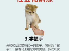 -lincat·猫舍(广州店)