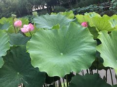 -陈家山荷花公园