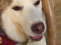 -Husky Go! 哈士奇体验馆·宠物咖啡厅狗咖