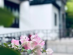 -上海醉白池公园