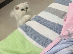 -宠福鑫康馨动物医院·骨科·眼科
