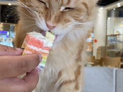 -藏猫猫咖啡主题馆(中央大道店)