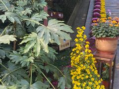 -菊花台公园