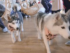 -Husky Go! 哈士奇体验馆·宠物咖啡厅狗咖