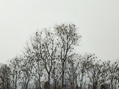-白鹭湾湿地公园
