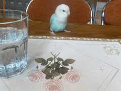 -Bai Meow法式西点咖啡