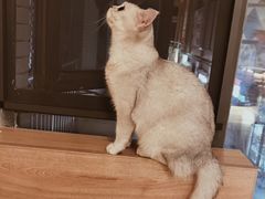 -滚猫咖啡·猫咖·猫友好撸猫(未来城店)