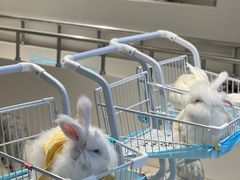 -怪兽屋·羊驼·猫咖·狗咖(俊华广场店)