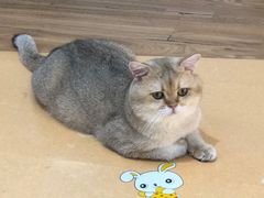-COLOR PETS 撸猫馆·购猫·猫咖(长风大悦城店)