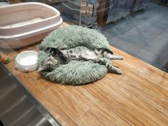 -狗道宠物(常熟印象城店)