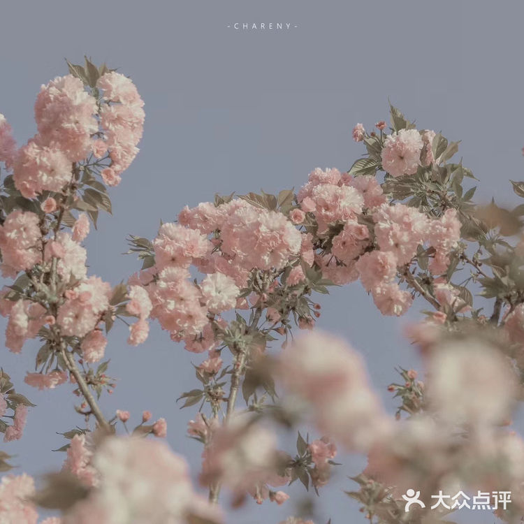 (桃、杏、梨对应的颜色红、粉、白)花里带着甜味