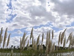 -春花秋色城市公园