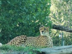 -北京野生动物园