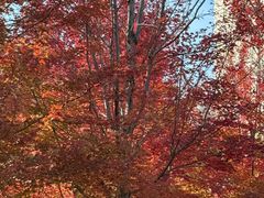 -辽宁大学(崇山校区)