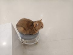 -共舞时光猫咖·狗咖(新街口店)