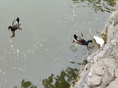 -团结湖公园